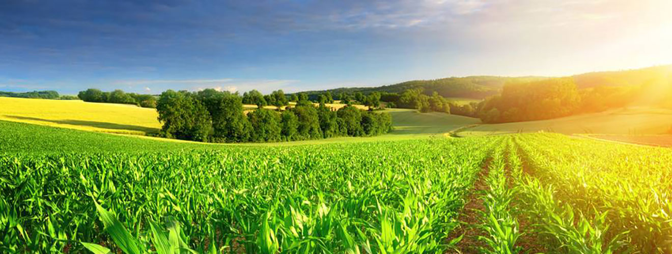 نهال کشت رویش کویر یزد