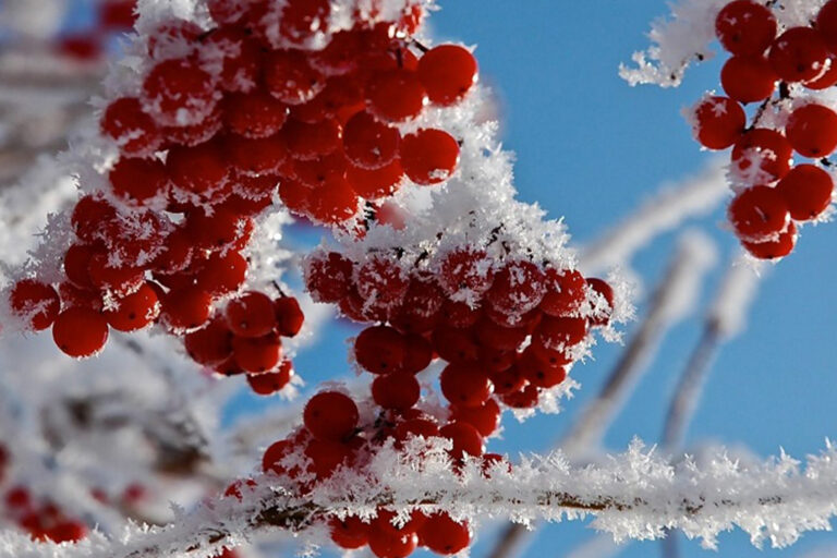 قبل از آن‌که سرما برسد؛ راهنمای کامل پیشگیری از سرمازدگی برای کشاورزان